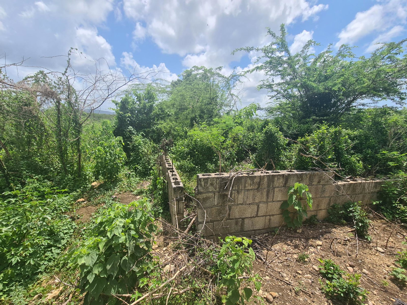 Build-Your-Dream-Home-in-Rosehall-Clarendon-34-Acre-Lot-for-Sale Tenth image of Rosehall Boulevard in Freetown, Clarendon, Jamaica - property is For Sale
