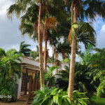 First image of Lot-13 Truffle Hill Road in Bonham Park, St. Ann, Jamaica - property is For Sale