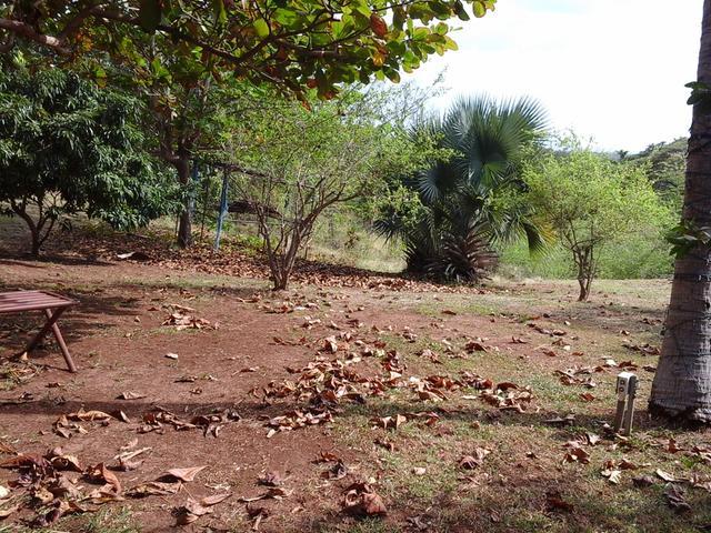 Fifth image of Fyffes Pen in Black River, St. Elizabeth, Jamaica - property is For Sale