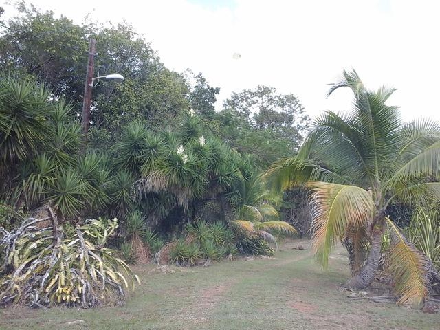 Sixth image of Fyffes Pen in Black River, St. Elizabeth, Jamaica - property is For Sale
