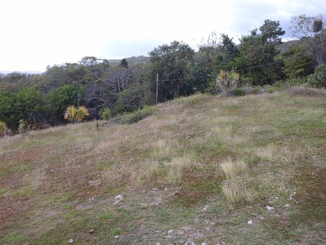 Ninth image of Fyffes Pen in Black River, St. Elizabeth, Jamaica - property is For Sale