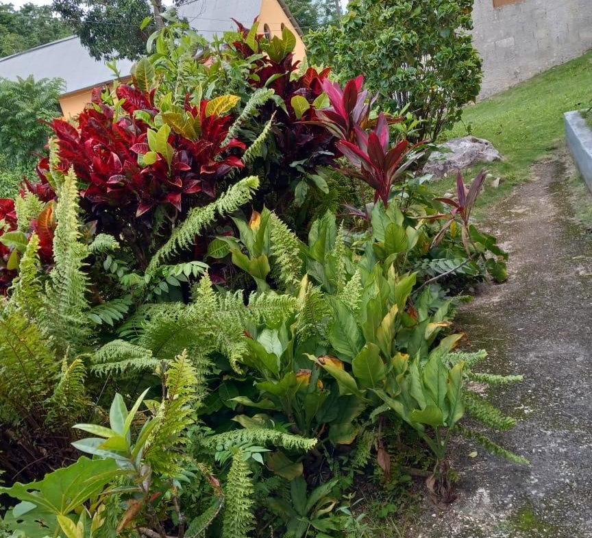 Tenth image of Prospect District, Giddy in Giddy Hall, St. Elizabeth, Jamaica - property is For Sale