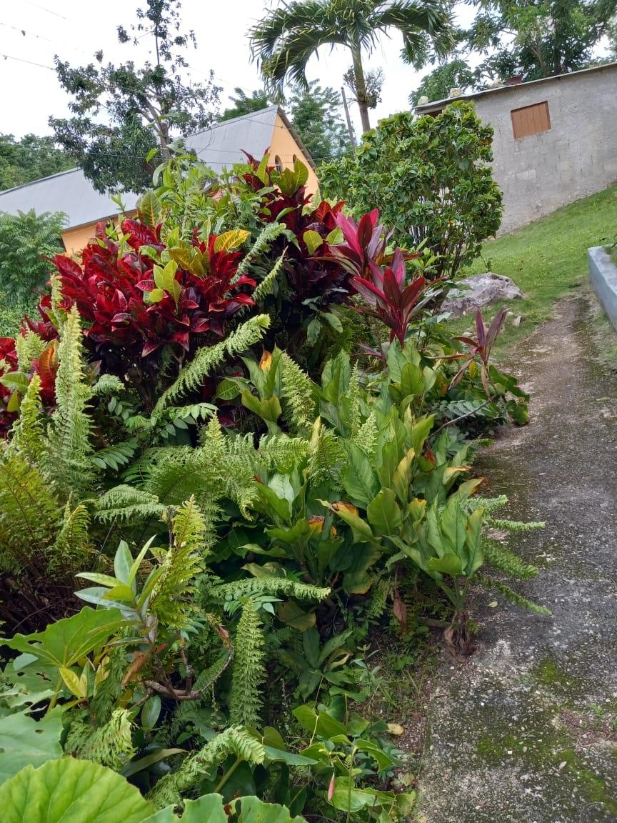 Tenth image of Prospect District, Giddy in Giddy Hall, St. Elizabeth, Jamaica - property is For Sale