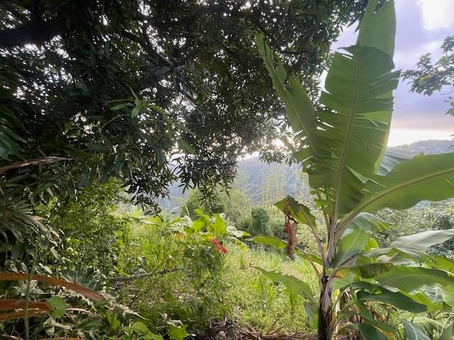 Fourteenth image of The Cottage in Irish Town P.A., St. Andrew, Jamaica - property is For Sale