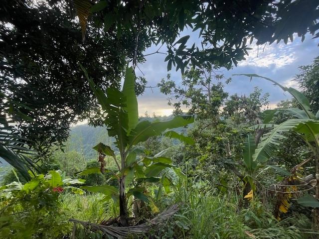 Ninth image of The Cottage in Irish Town P.A., St. Andrew, Jamaica - property is For Sale