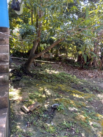 Tenth image of 27 Leonie Avenue in Montego Bay, St. James, Jamaica - property is For Sale