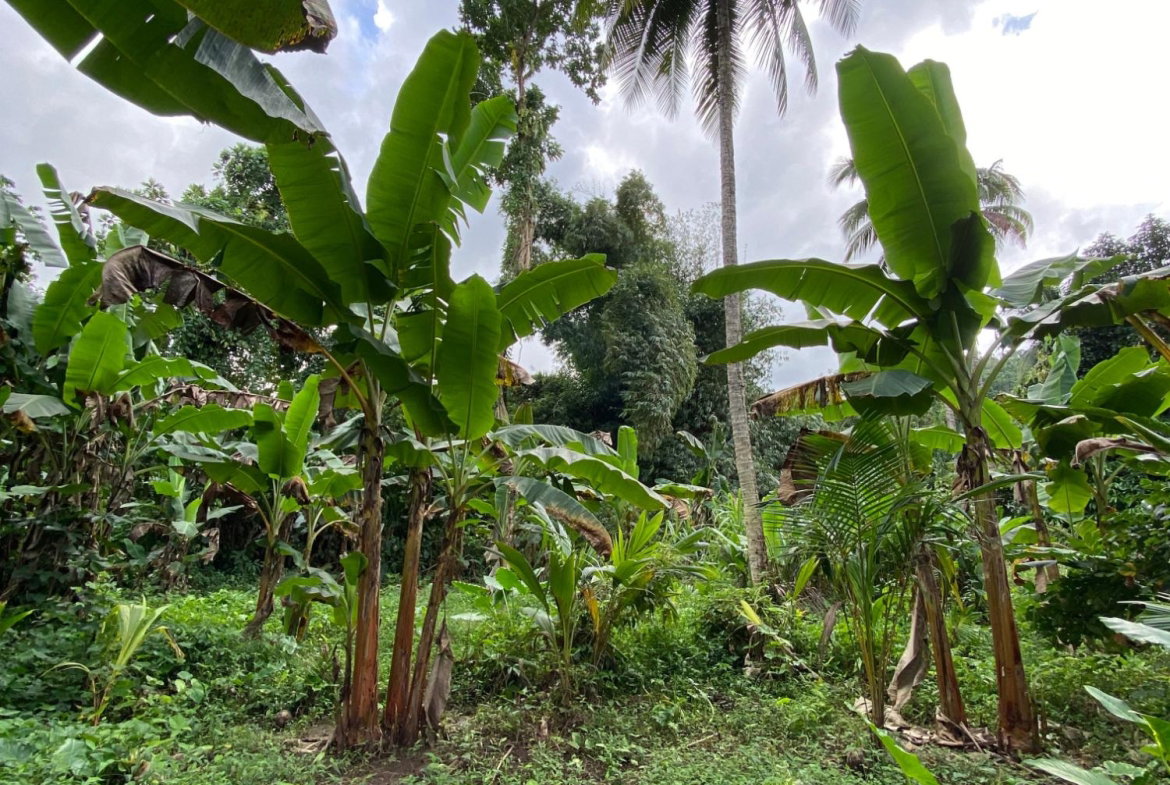 Twenty-Fifth image of Red Hassel Road, Port Ant in Port Antonio, Portland, Jamaica - property is For Sale