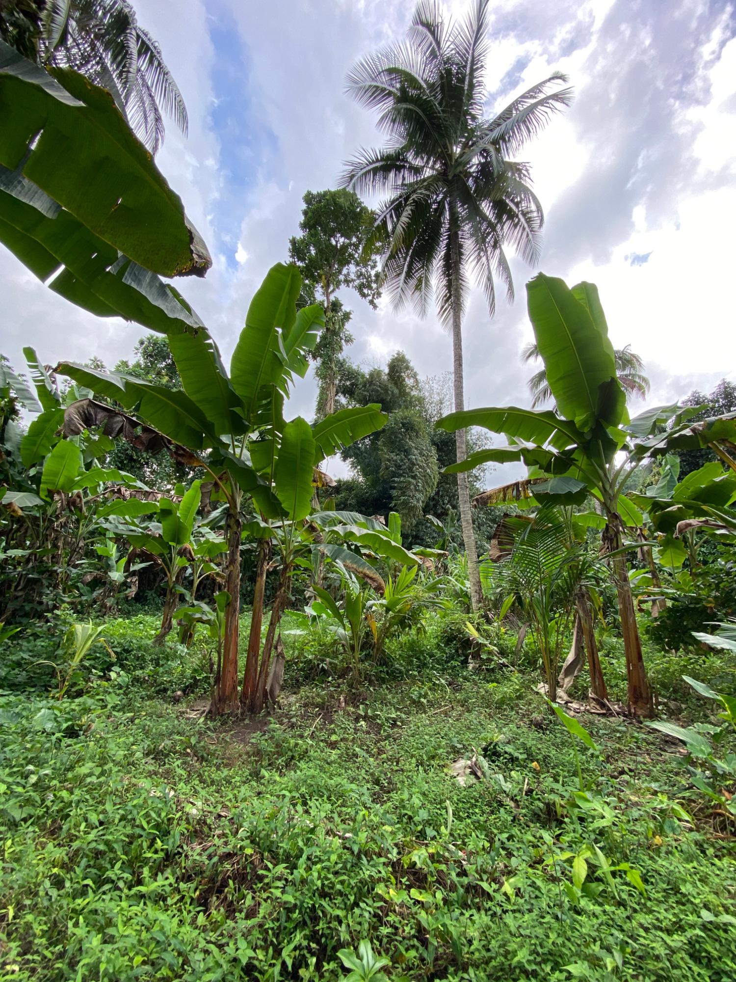 Twenty-Fifth image of Red Hassel Road, Port Ant in Port Antonio, Portland, Jamaica - property is For Sale