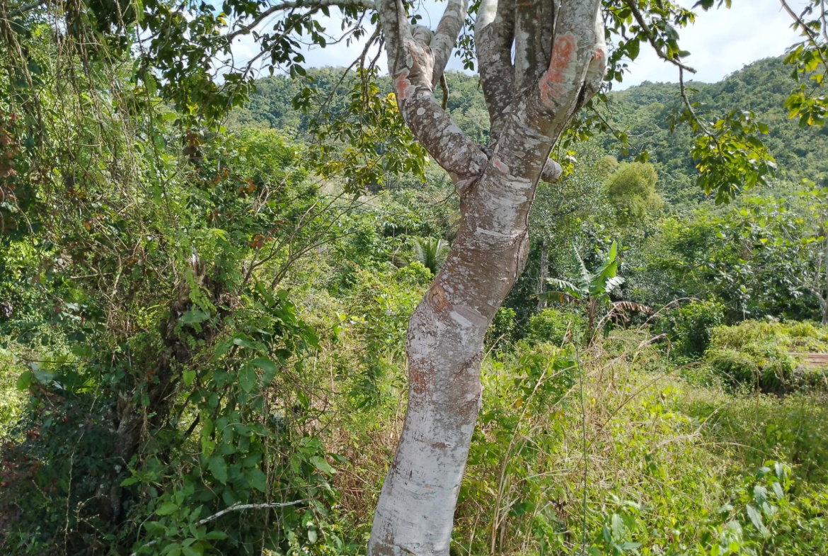 Third image of Keith Hall in Jackson, St. Catherine, Jamaica - property is For Sale