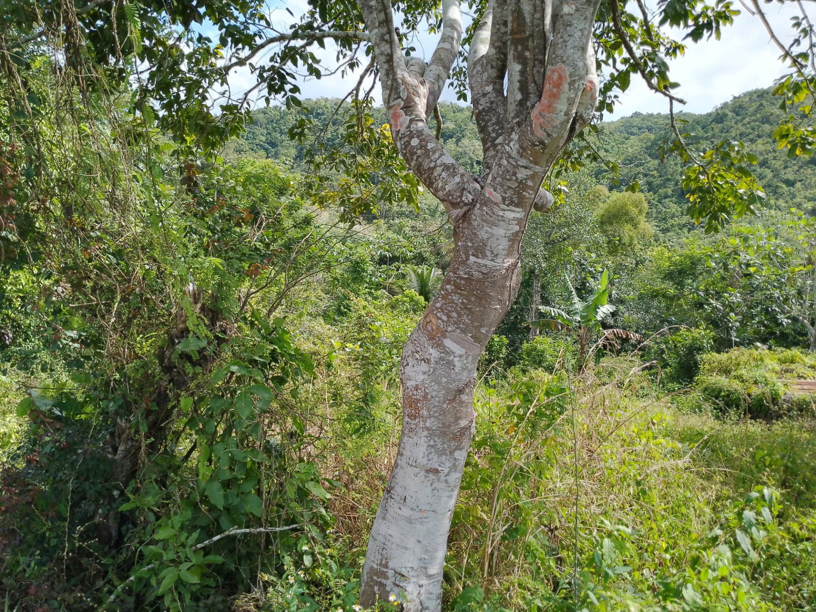 Third image of Keith Hall in Jackson, St. Catherine, Jamaica - property is For Sale