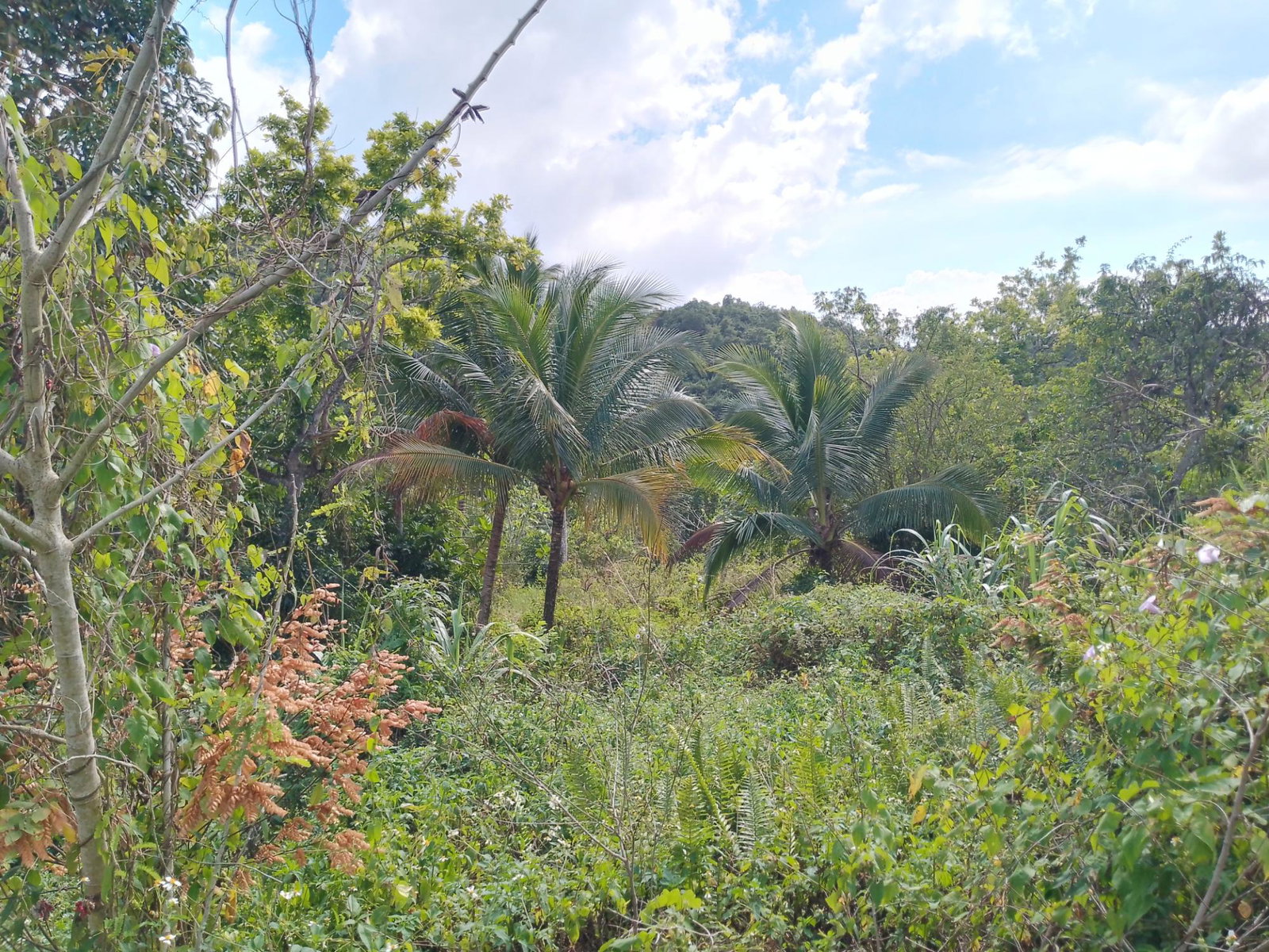 Sixth image of Keith Hall in Jackson, St. Catherine, Jamaica - property is For Sale