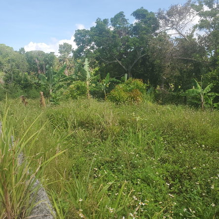 Fifteenth image of Mount Pleasant, Hampton in Malvern, St. Elizabeth, Jamaica - property is For Sale
