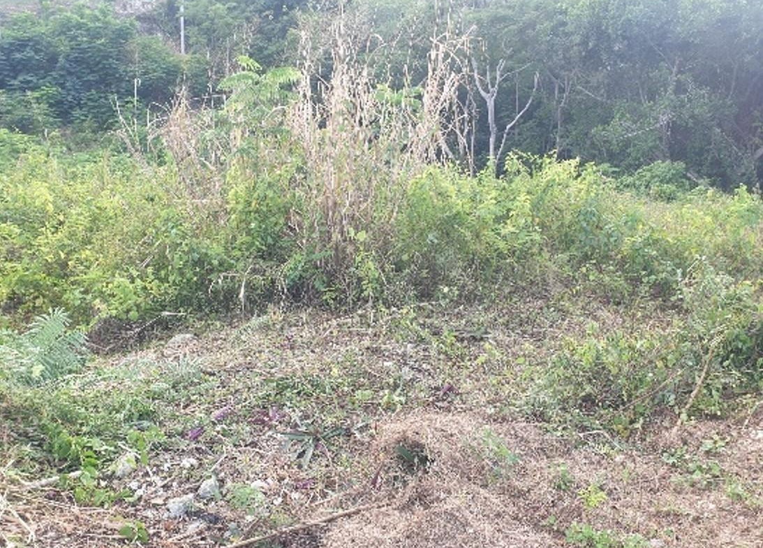 Second image of 37 Lombardia, Spring Gardens in Reading, St. James, Jamaica - property is For Sale