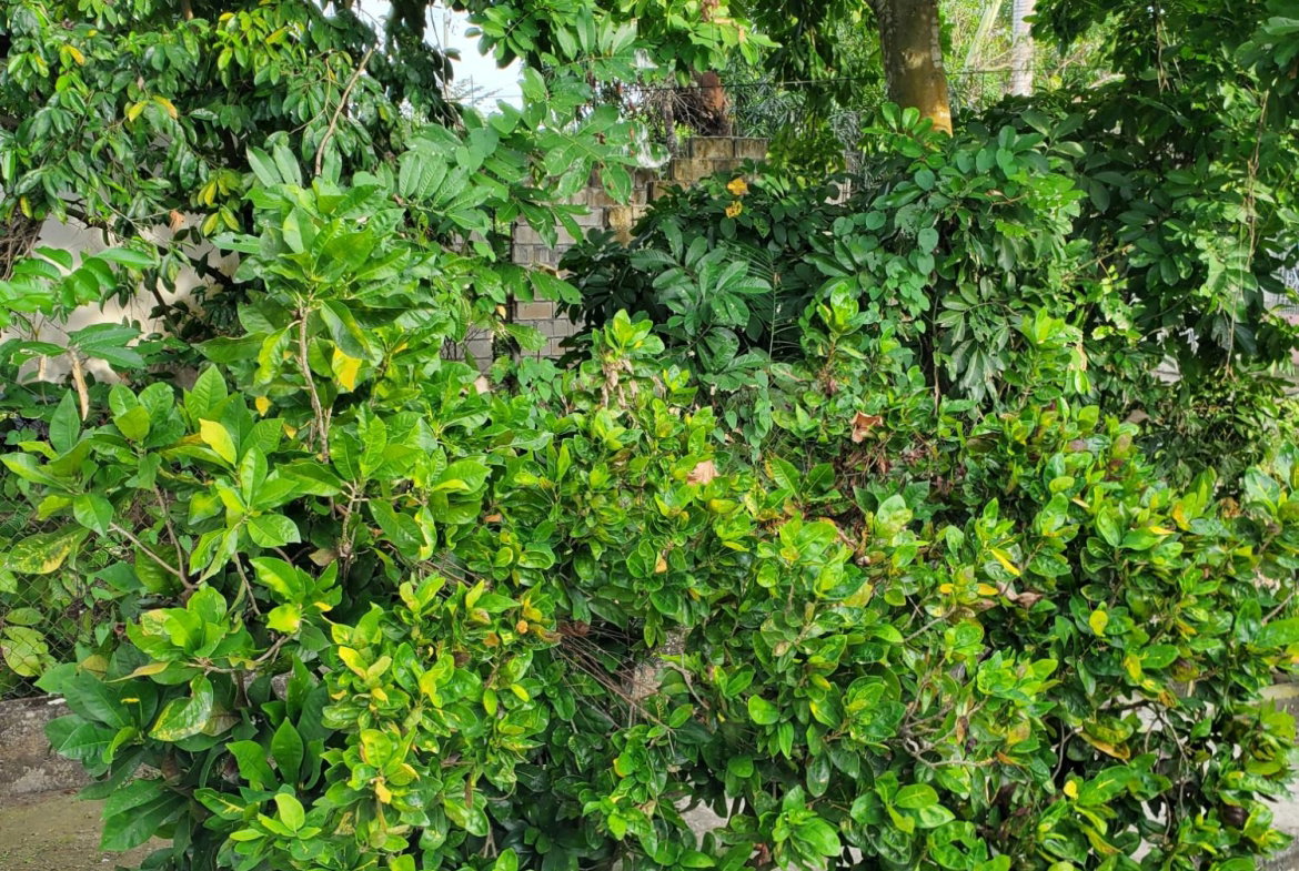 Fourth image of 122 Haughton Court Lucea Hano in Lucea, Hanover, Jamaica - property is For Sale