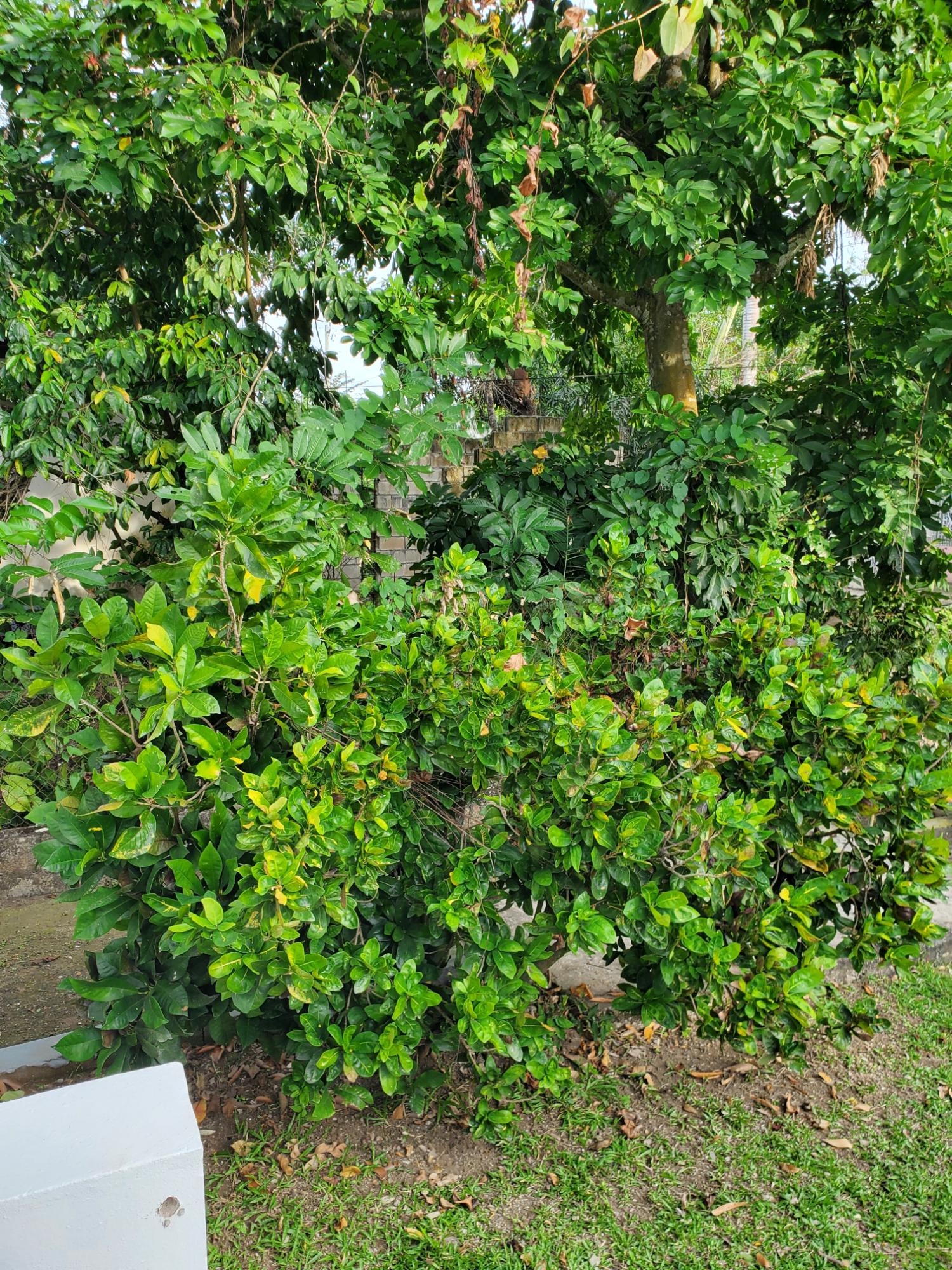 Fourth image of 122 Haughton Court Lucea Hano in Lucea, Hanover, Jamaica - property is For Sale