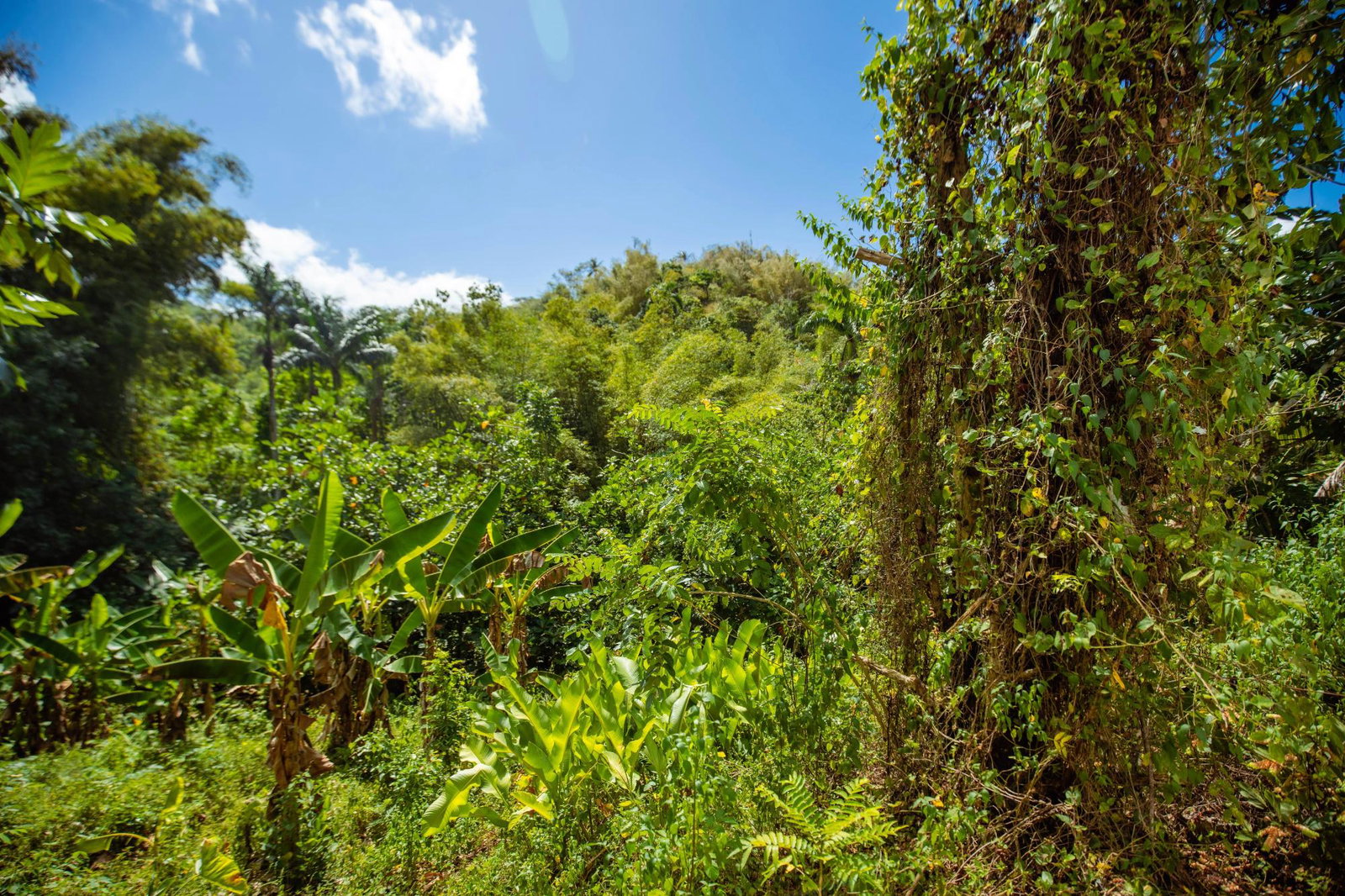 Ninth image of Paradise in Paradise, Hanover, Jamaica - property is For Sale