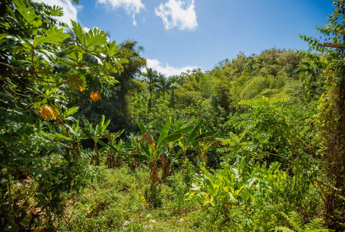 Tenth image of Paradise in Paradise, Hanover, Jamaica - property is For Sale