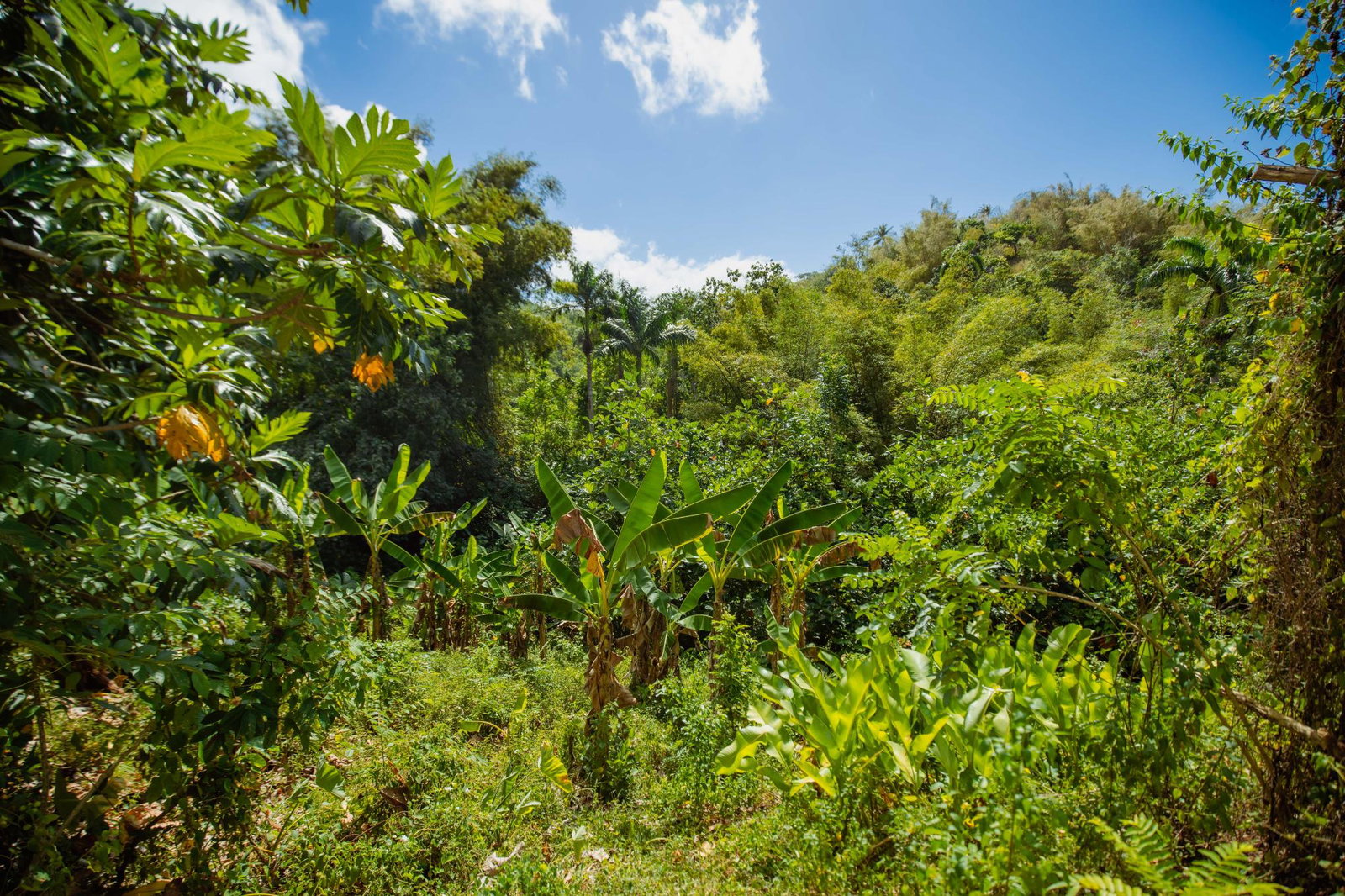 Tenth image of Paradise in Paradise, Hanover, Jamaica - property is For Sale