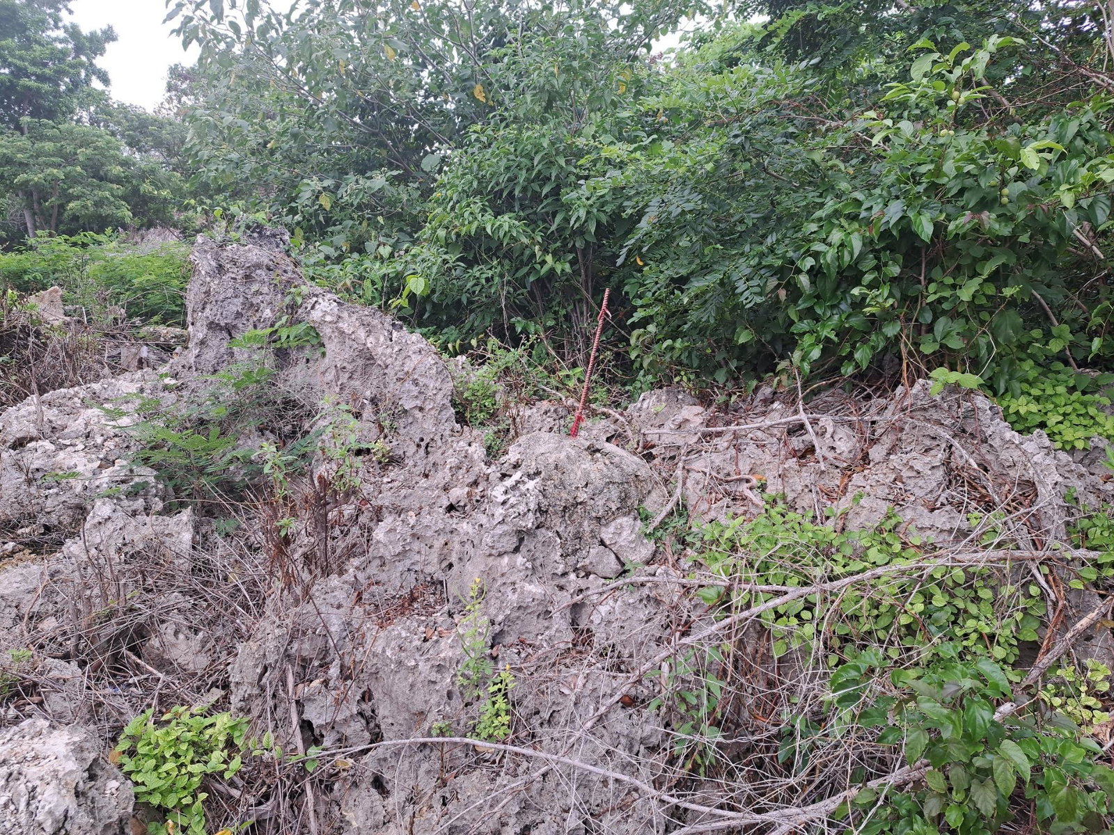 Prime-1.30-Acre-Residential-Lot-for-Sale-in-Great-Pond-Ocho-Rios First image of Lot 2 Great Pond Ocho Rios in Ocho Rios, St. Ann, Jamaica - property is For Sale