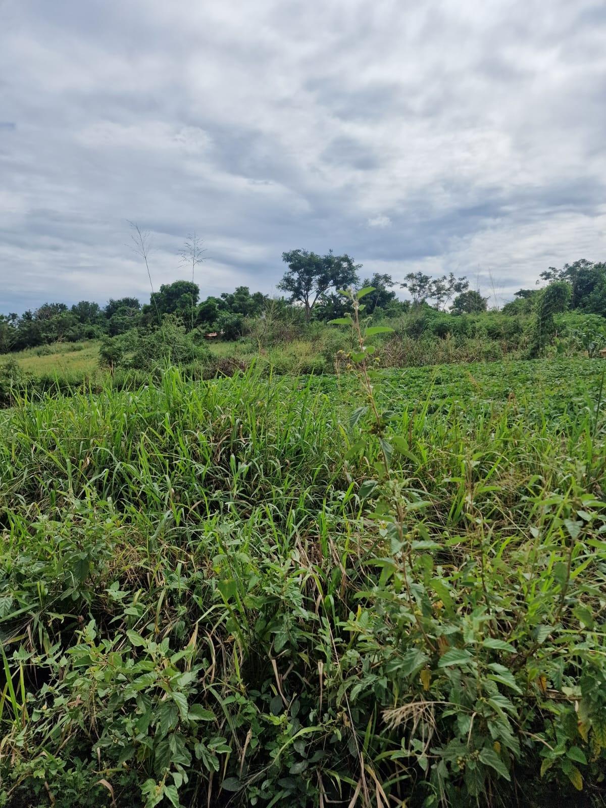 Fifth image of Chocolate Hole in CHOCOLITE HOLE, St. Elizabeth, Jamaica - property is For Sale