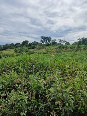 Fifth image of Chocolate Hole in CHOCOLITE HOLE, St. Elizabeth, Jamaica - property is For Sale
