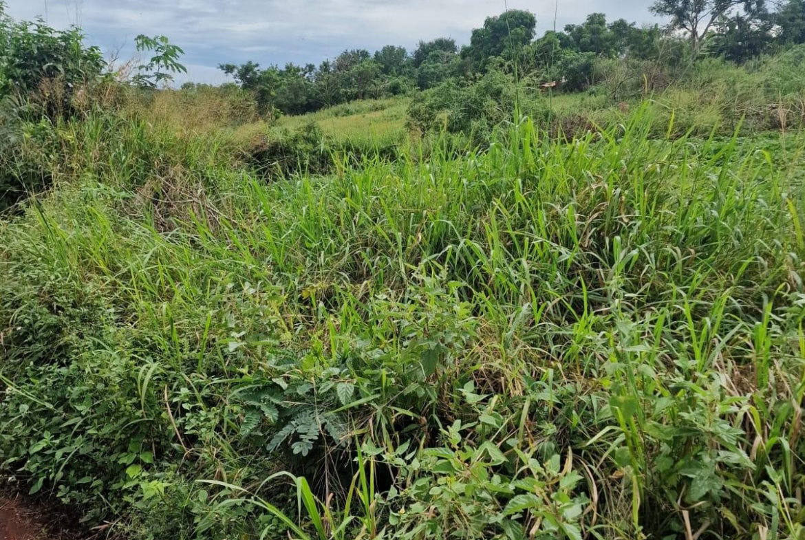 Tenth image of Chocolate Hole in CHOCOLITE HOLE, St. Elizabeth, Jamaica - property is For Sale