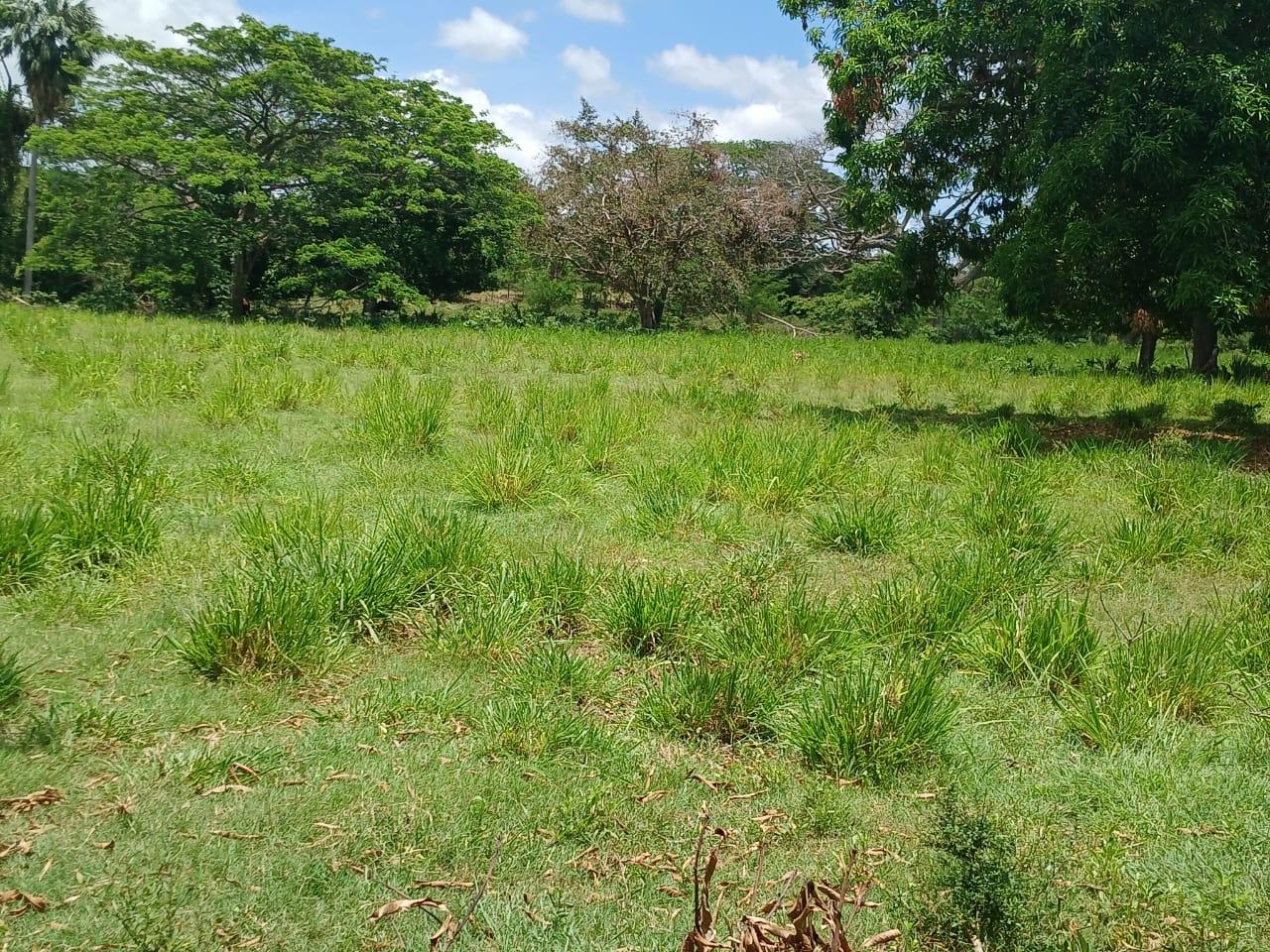 Thirteenth image of Cataboo, Punches District in Black River, St. Elizabeth, Jamaica - property is For Sale