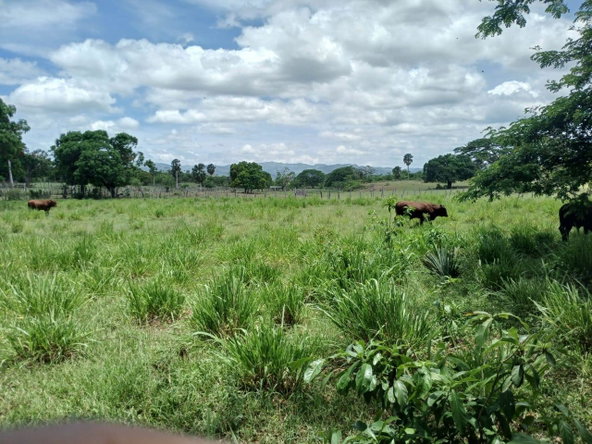 Fourth image of Cataboo, Punches District in Black River, St. Elizabeth, Jamaica - property is For Sale