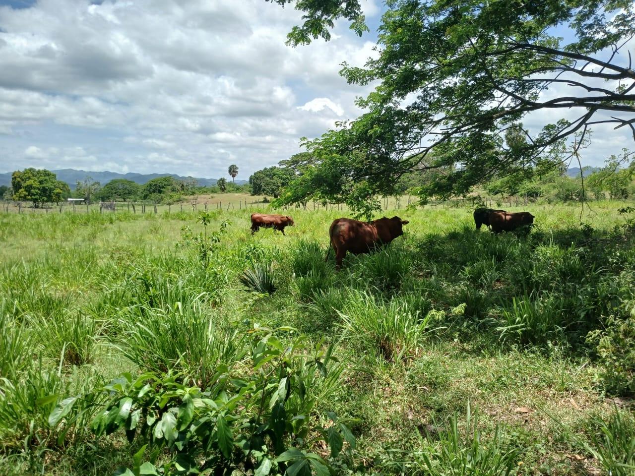 Fifth image of Cataboo, Punches District in Black River, St. Elizabeth, Jamaica - property is For Sale