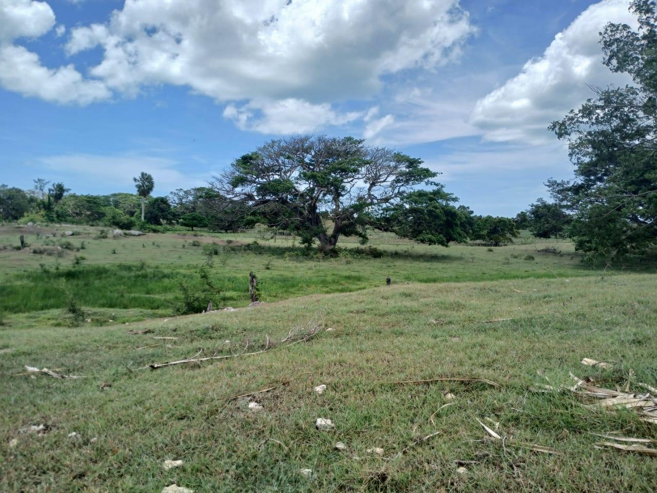 Seventh image of Cataboo, Punches District in Black River, St. Elizabeth, Jamaica - property is For Sale