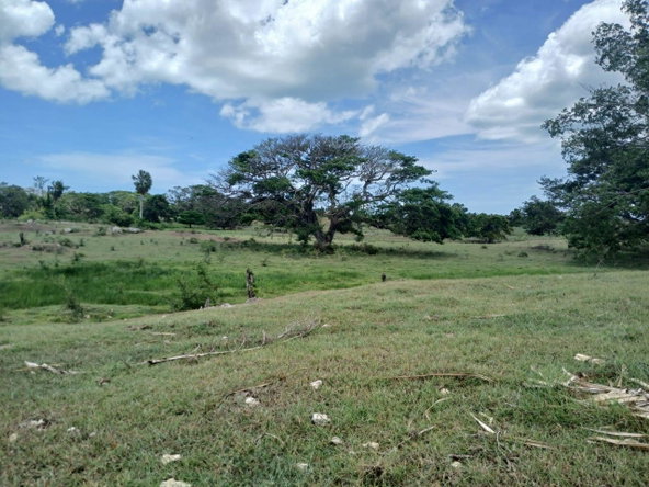 Seventh image of Cataboo, Punches District in Black River, St. Elizabeth, Jamaica - property is For Sale