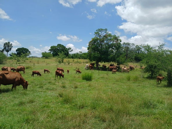Eighth image of Cataboo, Punches District in Black River, St. Elizabeth, Jamaica - property is For Sale