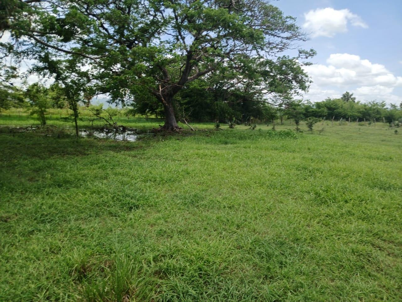 Ninth image of Cataboo, Punches District in Black River, St. Elizabeth, Jamaica - property is For Sale