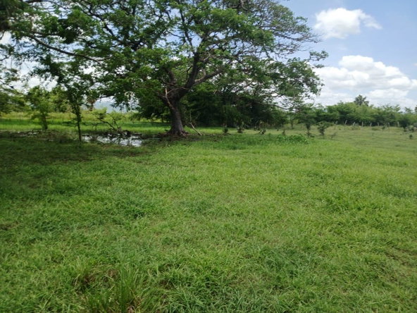 Ninth image of Cataboo, Punches District in Black River, St. Elizabeth, Jamaica - property is For Sale