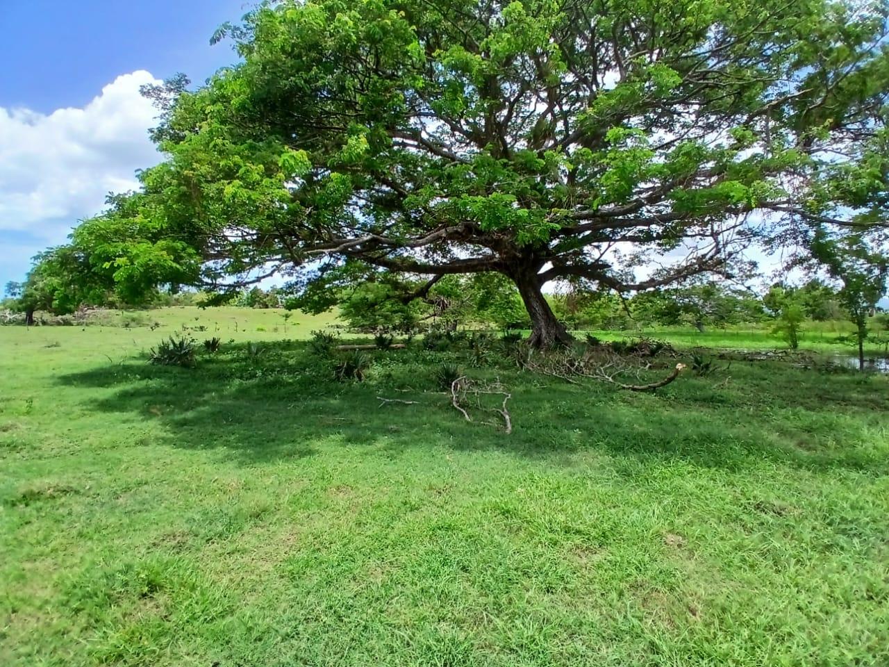 Tenth image of Cataboo, Punches District in Black River, St. Elizabeth, Jamaica - property is For Sale