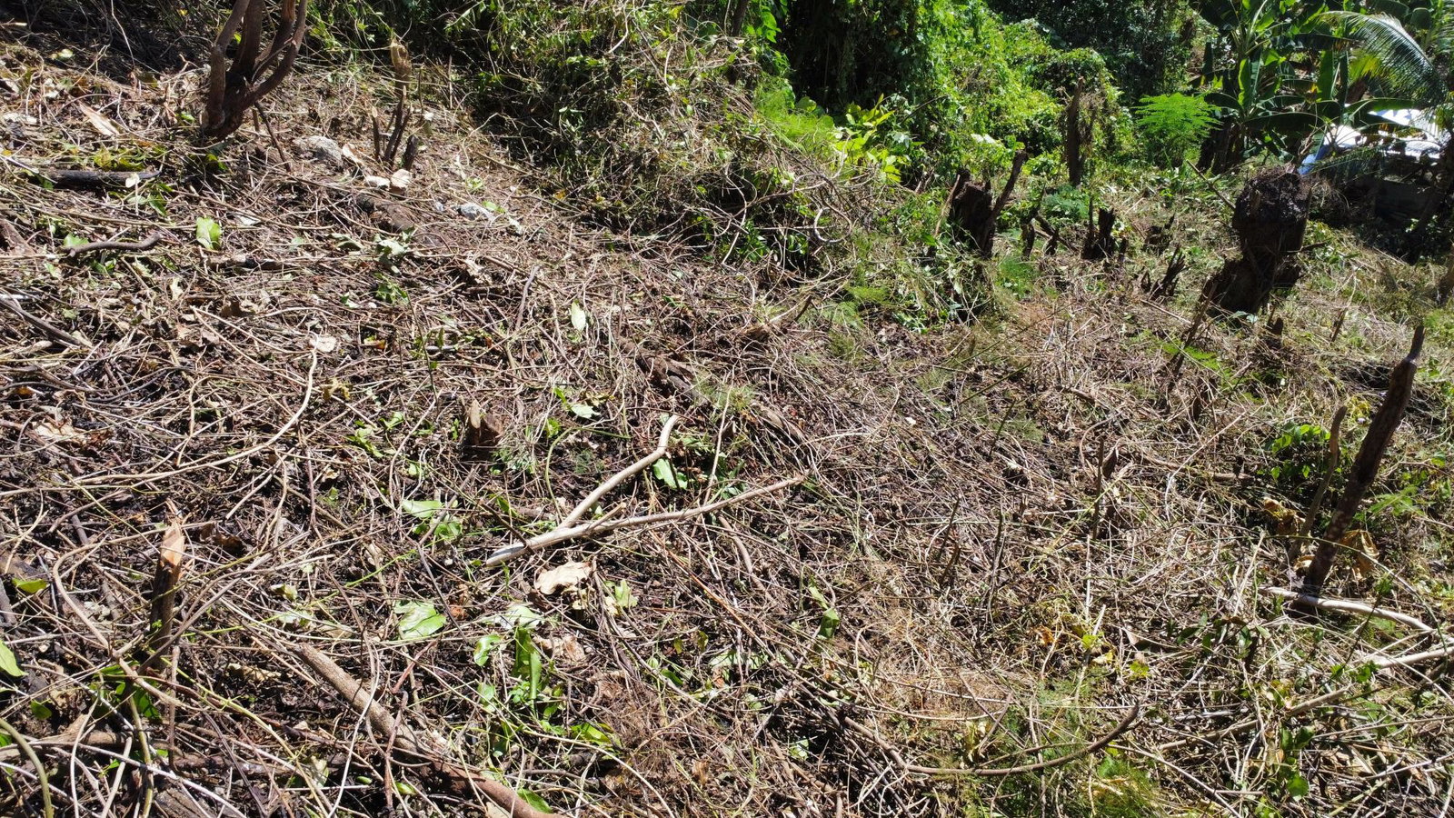 Prime-13-Acre-Residential-Lot-for-Sale-in-Porto-Bello-St.-James Third image of 253 Pasture Drive in Porto Bello, St. James, Jamaica - property is For Sale