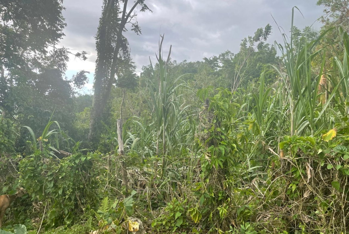 Second image of Somerton Lima Estate in Lima Estate, St. James, Jamaica - property is For Sale