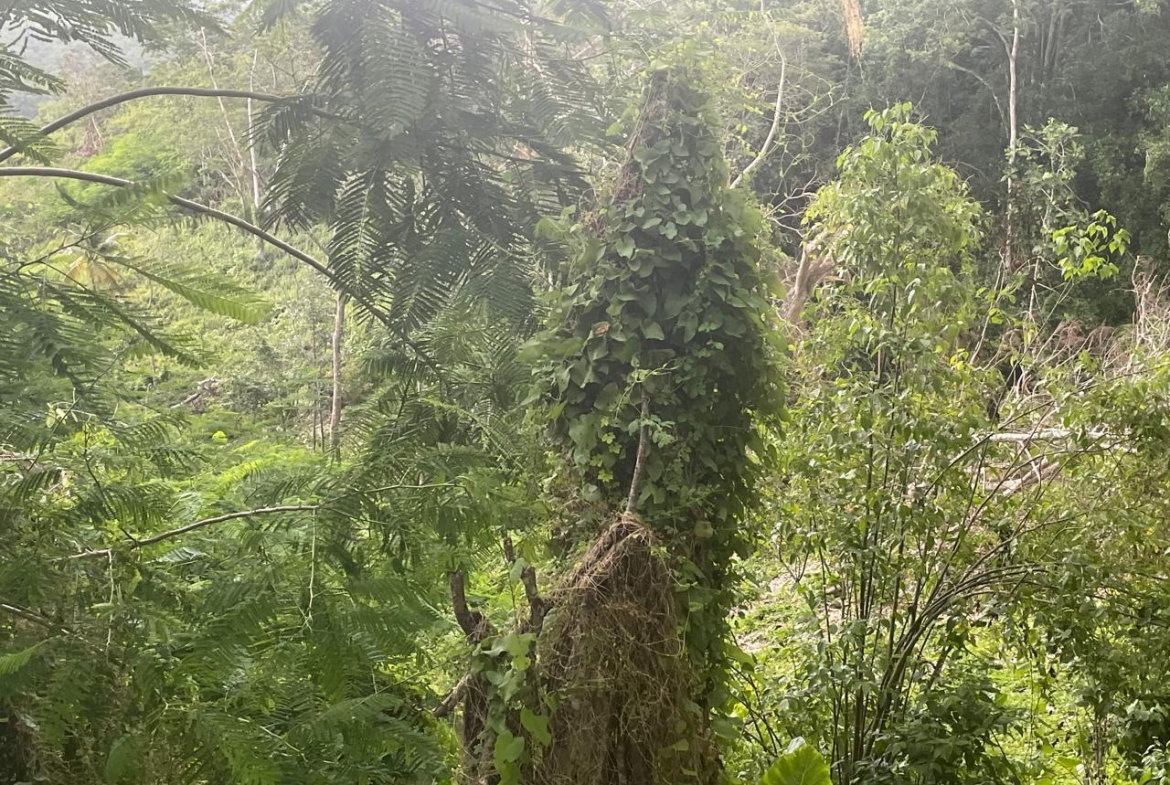 Third image of Somerton Lima Estate in Lima Estate, St. James, Jamaica - property is For Sale