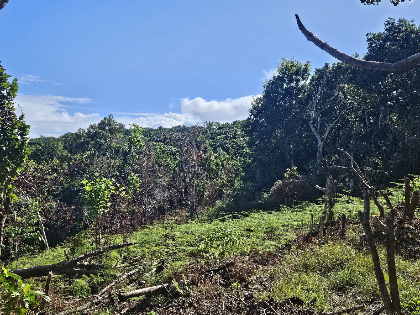 Eighth image of Part of Lottery Pen, St. in SPOT VALLEY, St. James, Jamaica - property is For Sale