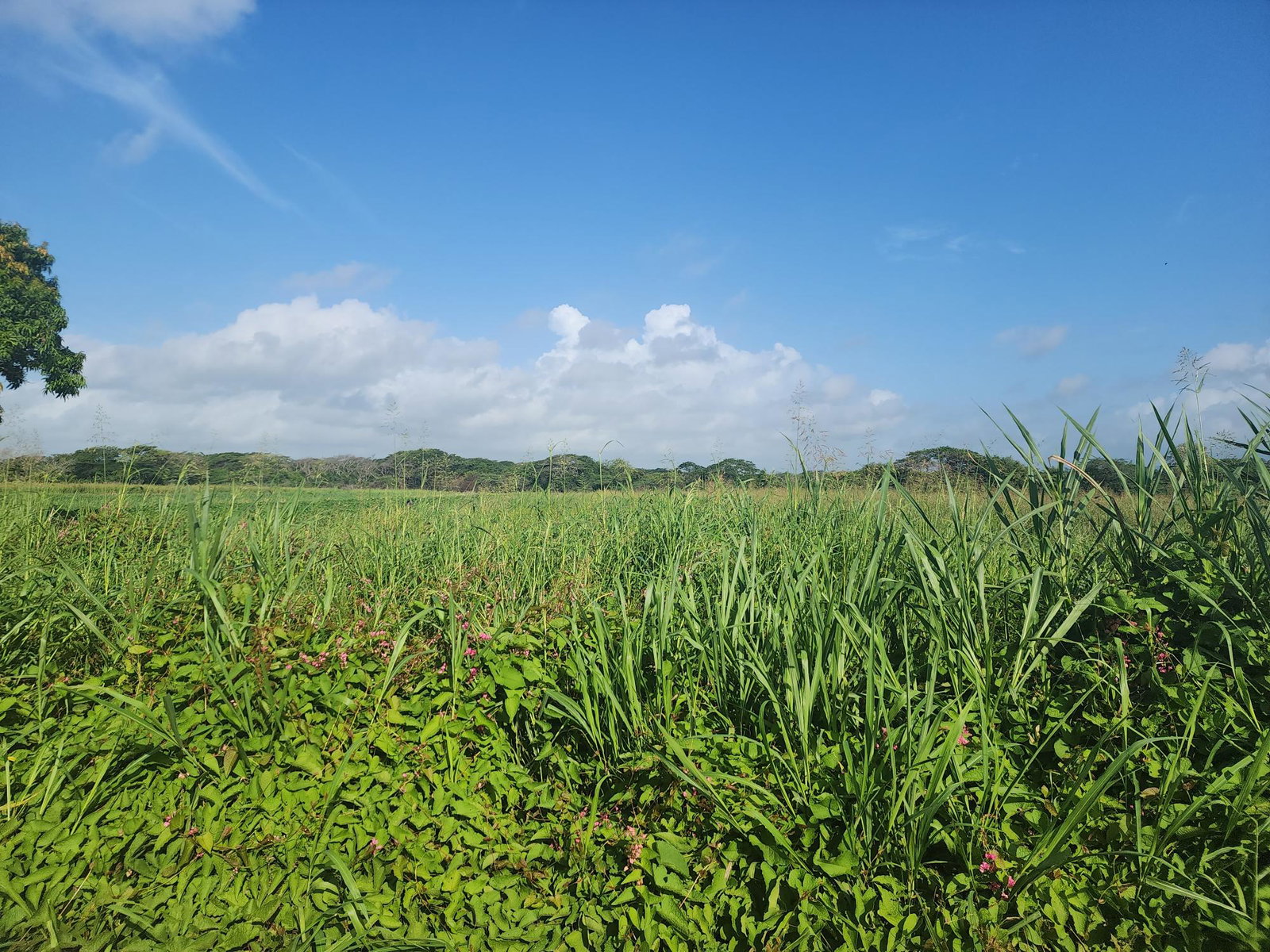 Second image of Wilkins Lane, Bushy Park in Bushy Park, St. Catherine, Jamaica - property is For Sale