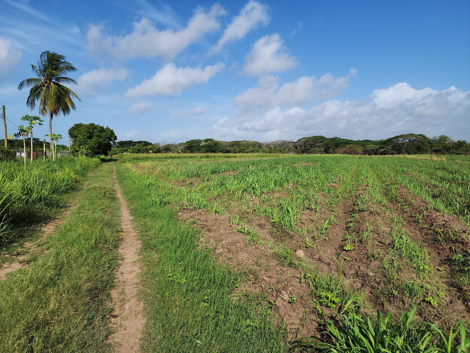 Fourth image of Wilkins Lane, Bushy Park in Bushy Park, St. Catherine, Jamaica - property is For Sale