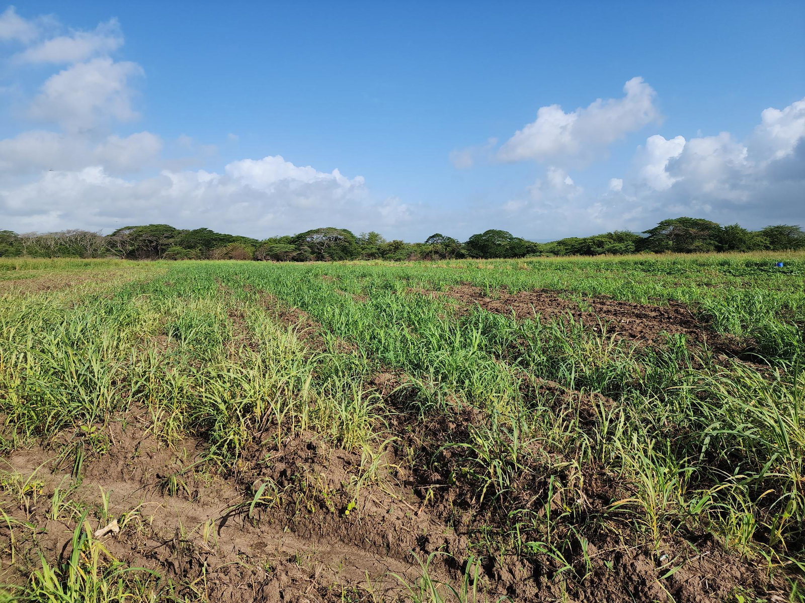 Fifth image of Wilkins Lane, Bushy Park in Bushy Park, St. Catherine, Jamaica - property is For Sale