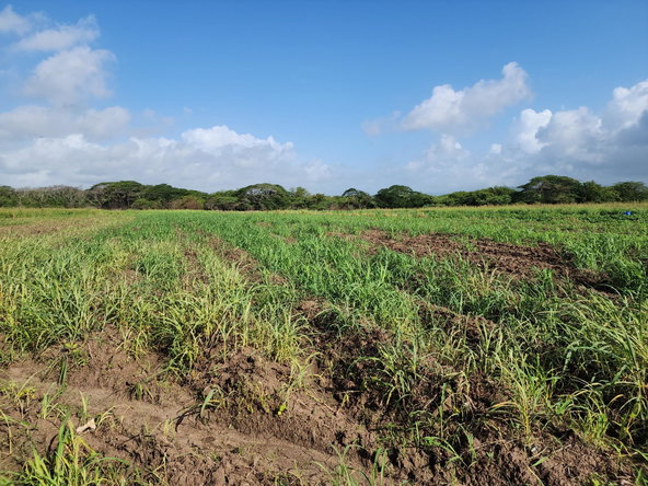 Fifth image of Wilkins Lane, Bushy Park in Bushy Park, St. Catherine, Jamaica - property is For Sale