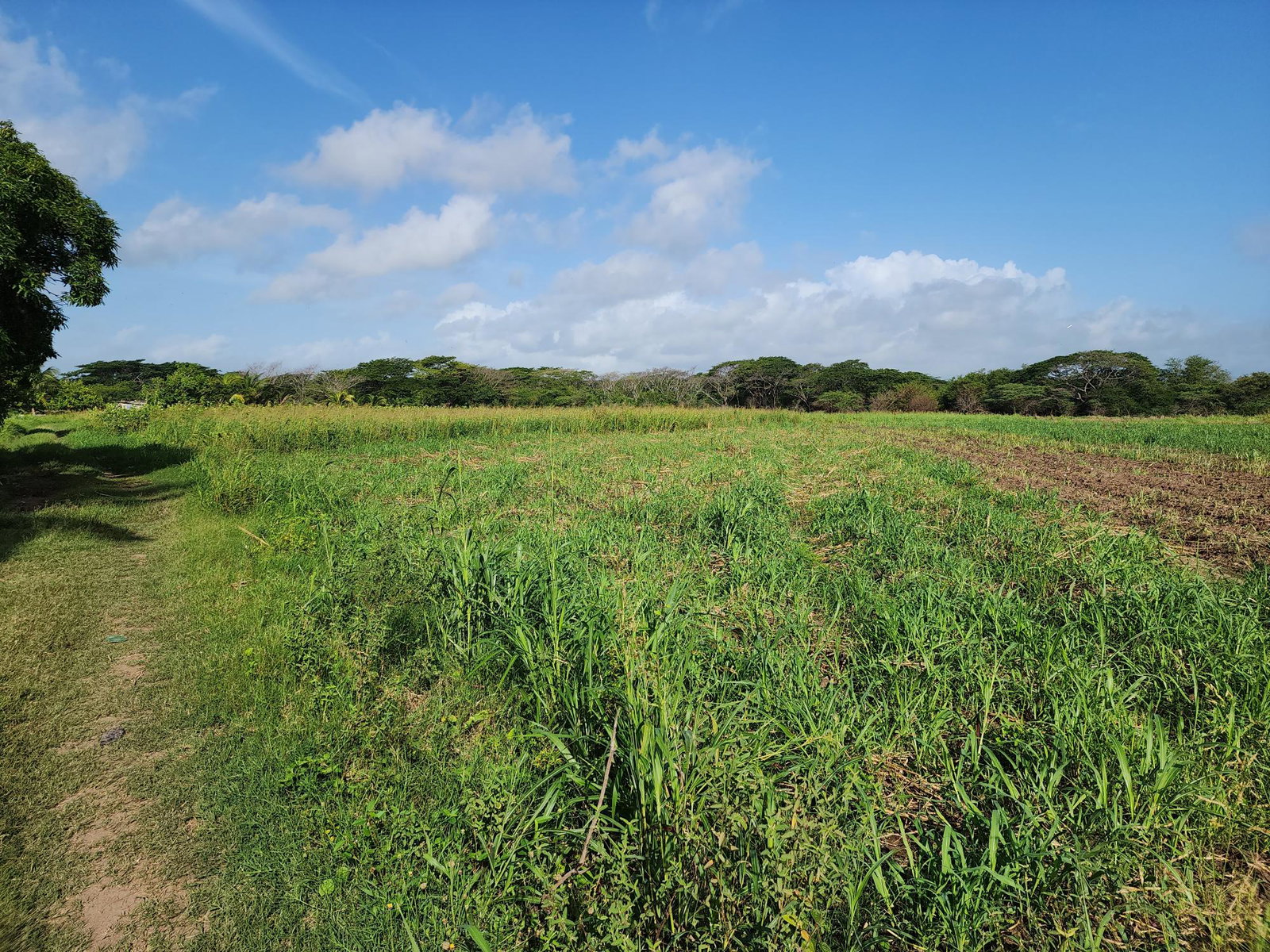 Sixth image of Wilkins Lane, Bushy Park in Bushy Park, St. Catherine, Jamaica - property is For Sale