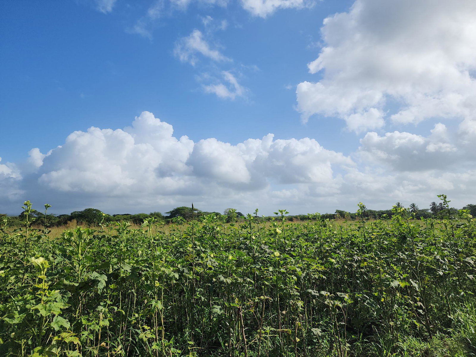Seventh image of Wilkins Lane, Bushy Park in Bushy Park, St. Catherine, Jamaica - property is For Sale