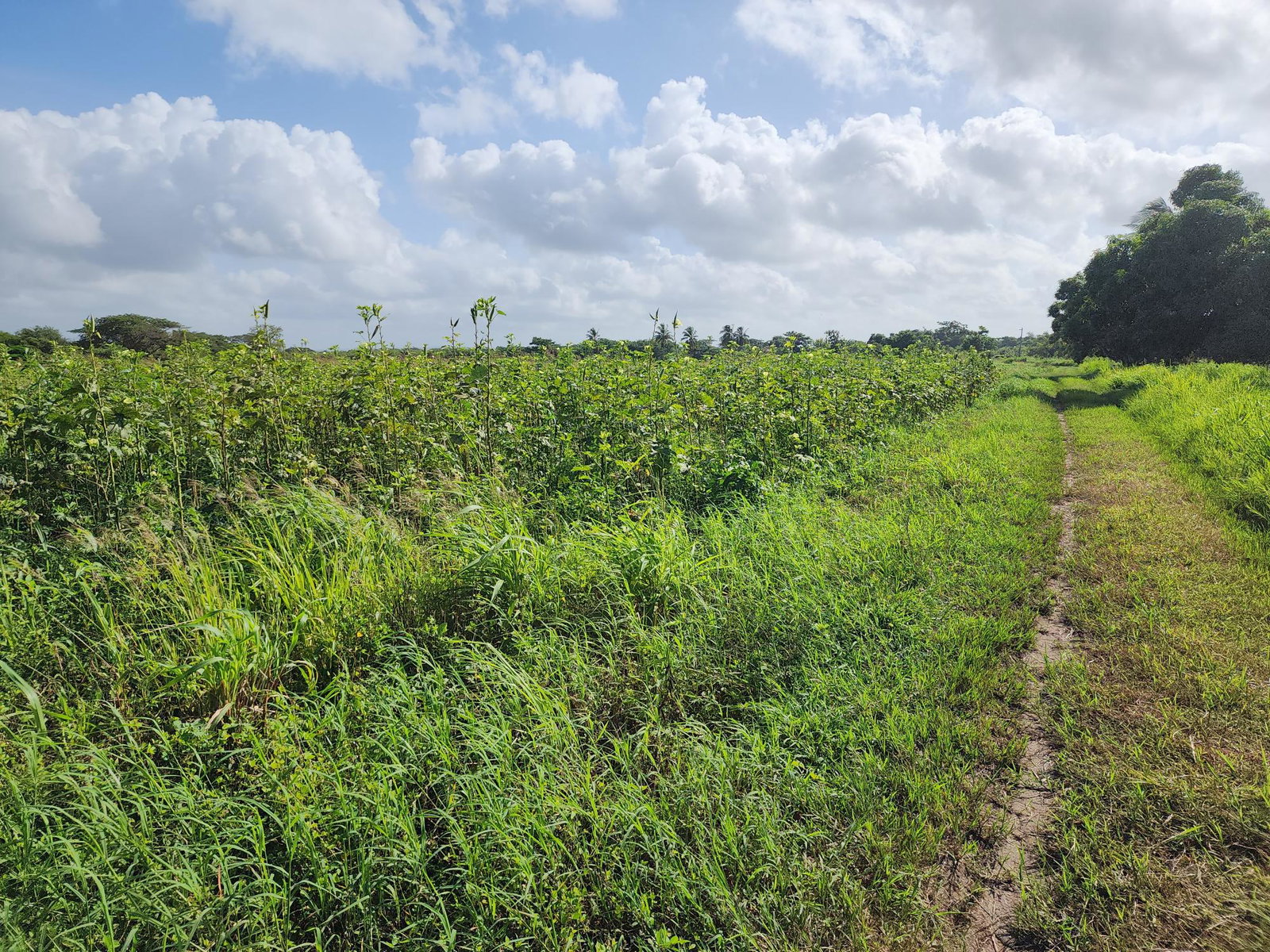 Eighth image of Wilkins Lane, Bushy Park in Bushy Park, St. Catherine, Jamaica - property is For Sale