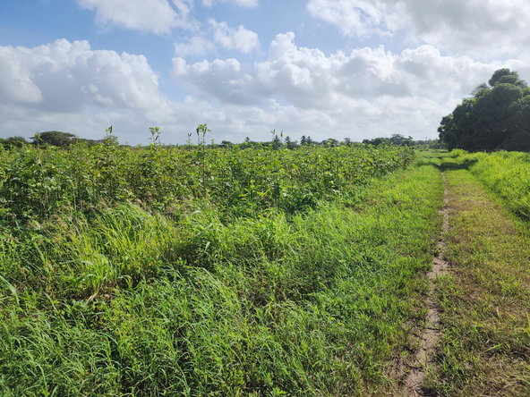 Eighth image of Wilkins Lane, Bushy Park in Bushy Park, St. Catherine, Jamaica - property is For Sale