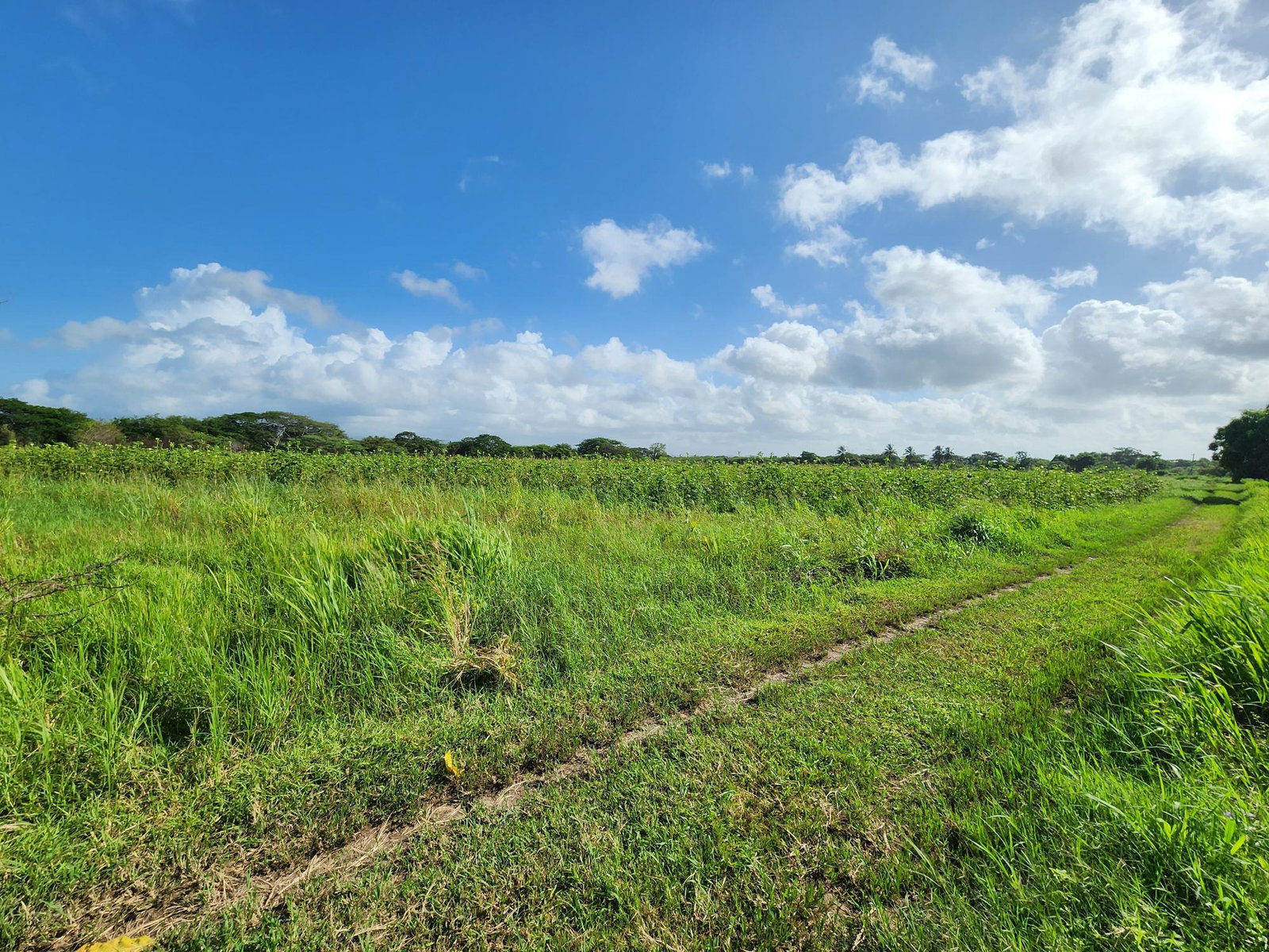 Ninth image of Wilkins Lane, Bushy Park in Bushy Park, St. Catherine, Jamaica - property is For Sale