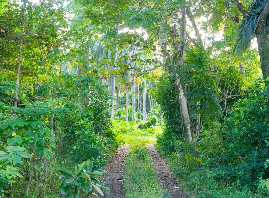 Eleventh image of Hermitage Farm in Hope Bay, Portland, Jamaica - property is For Sale