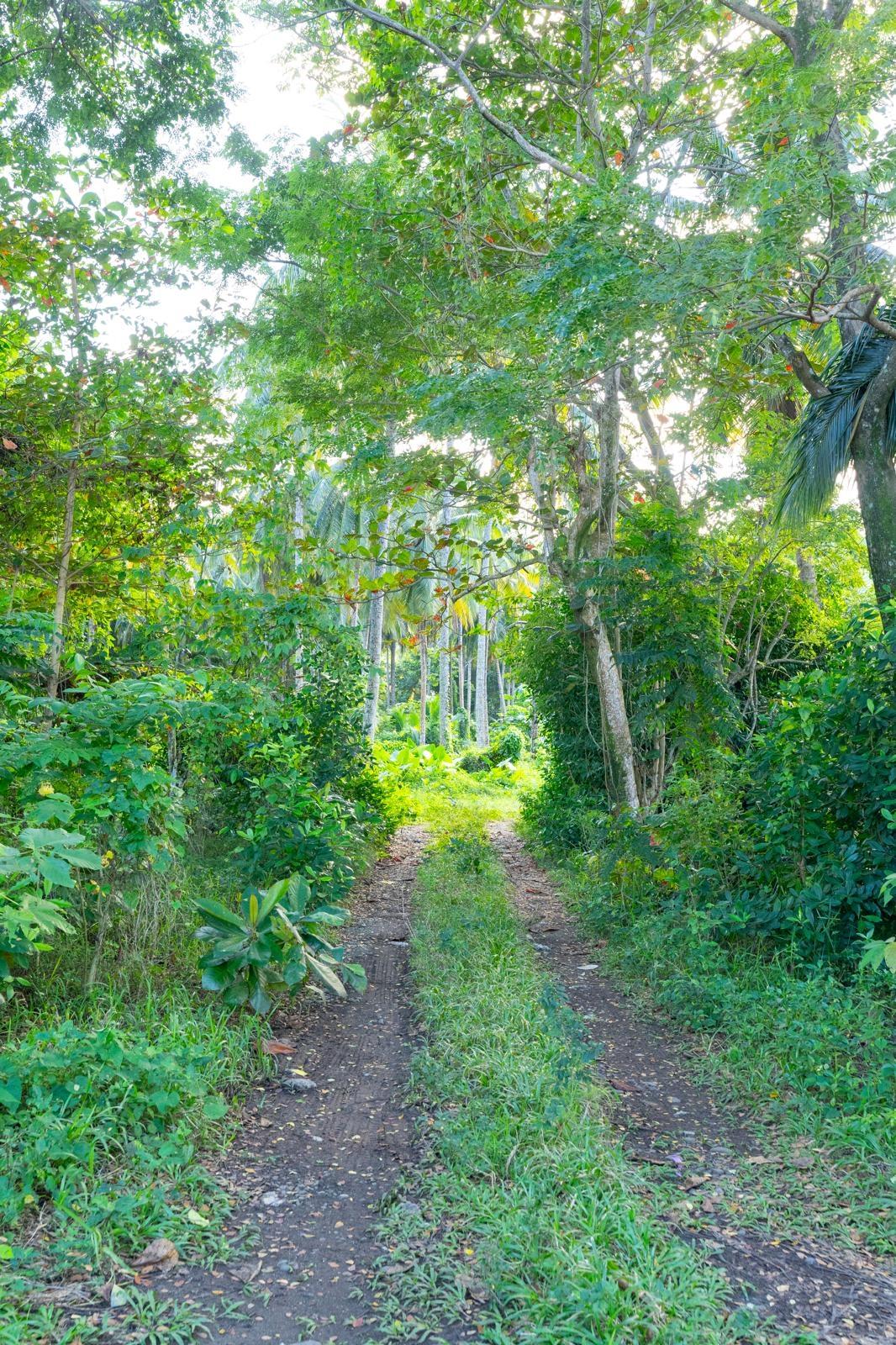 Eleventh image of Hermitage Farm in Hope Bay, Portland, Jamaica - property is For Sale
